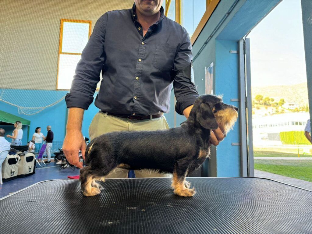 almarxils bellota