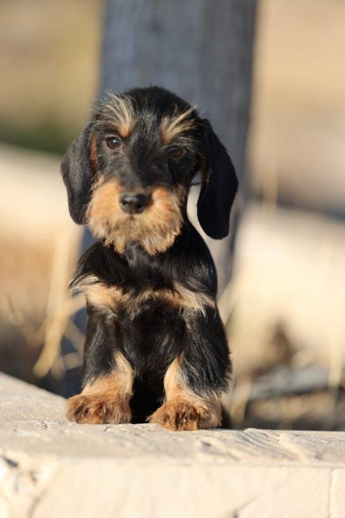 kaninchen cachorro pelo duro negro y fuego