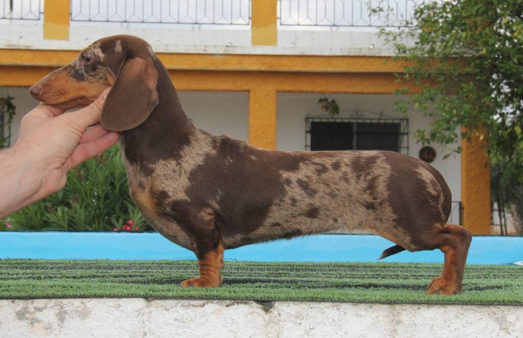 kaninchen arlequín