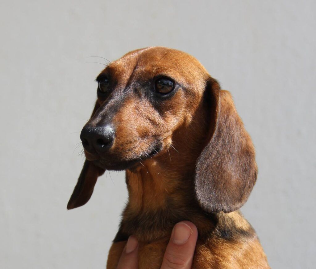 teckel pelo corto