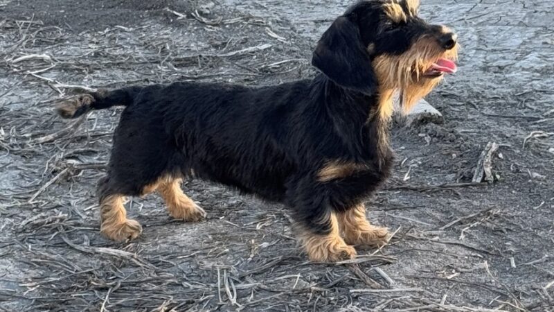 Teckel kaninchen pelo duro