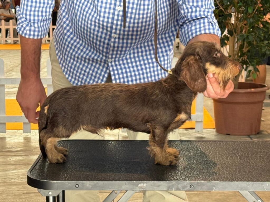 teckel kaninchen pelo duro