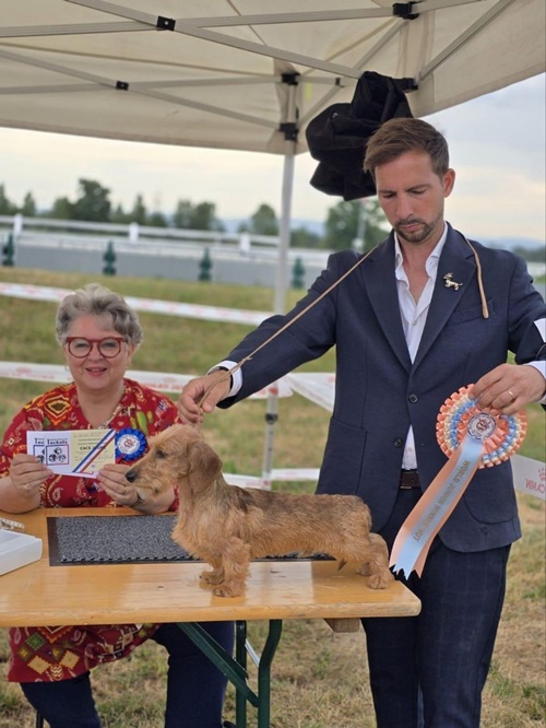 macho kaninchen campeon del mundo junior