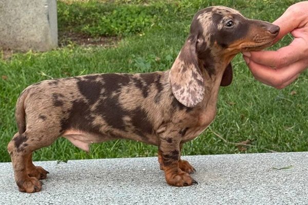 kaninchen cachorro