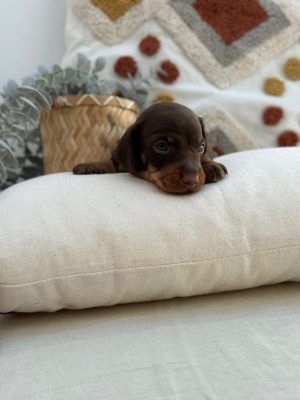 cachorro kaninchen