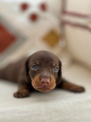 cachorro teckel kaninchen pelo corto