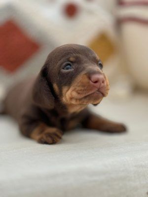 kaninchen chocolate cachorro
