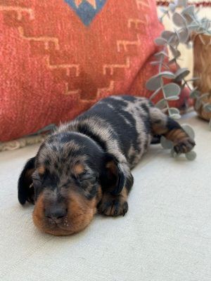teckel kaninchen arlequin