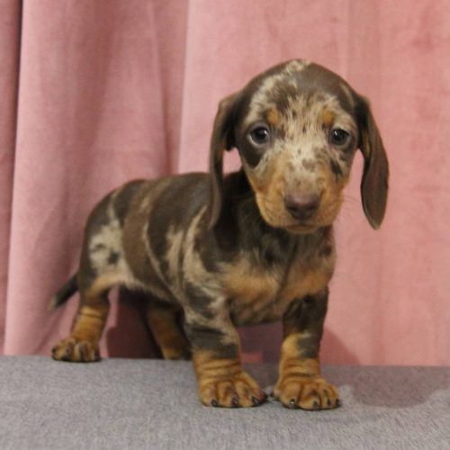 cachorro kaninchen